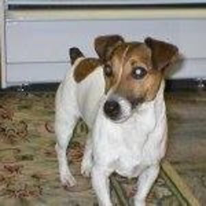 Meet your Posher, Joy